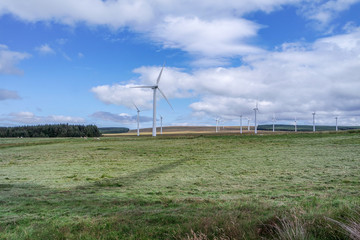 Wind generator farm with sheep