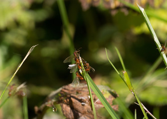 Red ants, the birth of qweens.