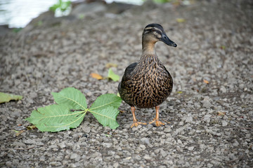 Male Gadwall Duck on Gravel Bank 