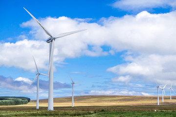 Wind generator farm with sheep