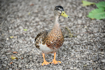 Male mottled duck on gravel river bank 