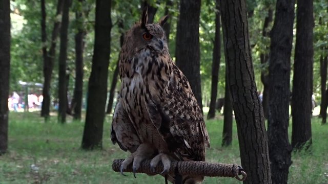 Owl in city park 