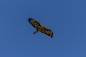 Mäusebussard