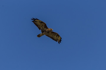 Mäusebussard