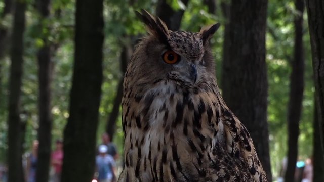 Owl in city park