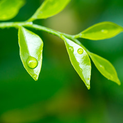 Water droplets on a green leaf.