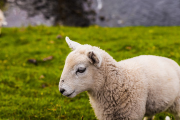 Lamb in Neist Point fields, isle of Skye, Scotland