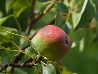 Detailed view on the pear on the tree in the garden in the summer before harvest, organic and bio fruit.