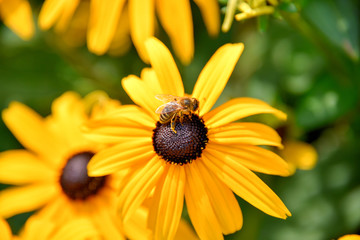 Bee on Black-eyed-susan flower 
