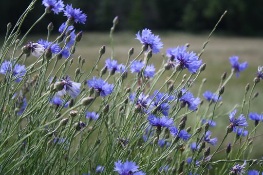 bleuets