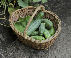 Harvest cucumbers in a wattled basket, selective focus