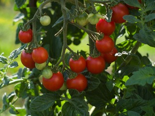 Detailed view on the bunch of riped and unriped cherry tomatoes on the tree and twig in the garden, summer and organic.