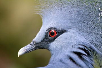 Victoria Crowned Pigeon