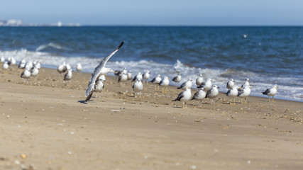 Gulls on the beach
