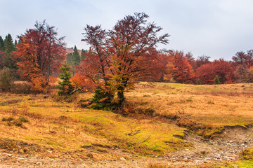 Landscape of mountain autumn  with colorful and mist forest