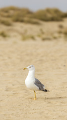 Gulls on the beach