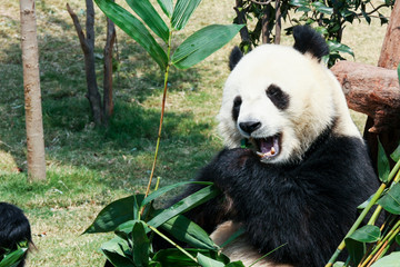 Fototapeta premium Panda eating bamboo