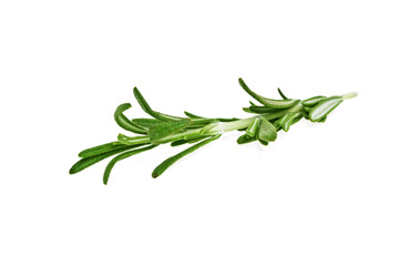 Rosemary isolated on white background
