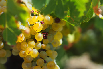 Grappe de grenache blanc