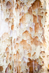 Tree texture. Crimean pine tree, close-up view.