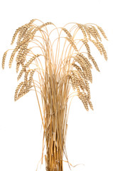 ears of ripe wheat on a white background