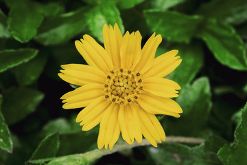 Yellow flower