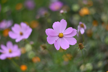 fiore rosa macro fiori primavera 