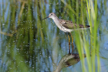 Marsh Sandpiper