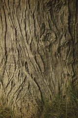 old tree foot, abtract background