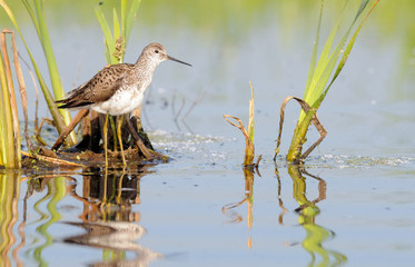 Marsh Sandpiper