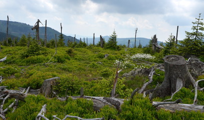 glade in mountain