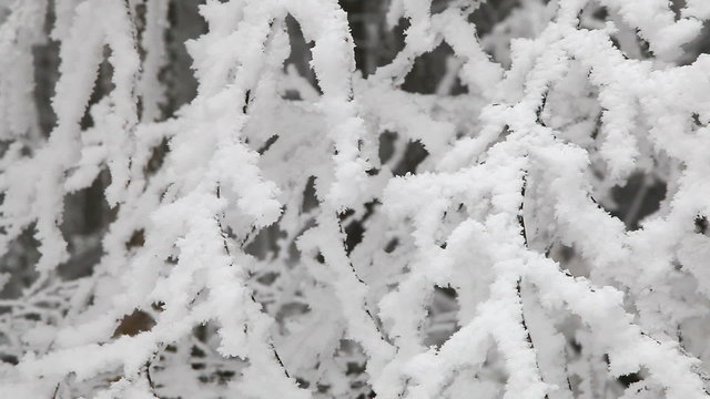 BRANCHES SOUS LA NEIGE
