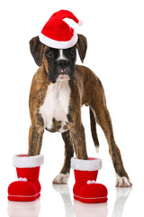 Weihnachtswelpe