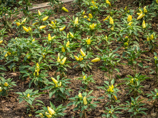 Obraz premium Reife Paprika im Beet