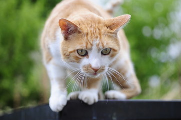 Obraz premium Katze auf dem heißen Blechdach