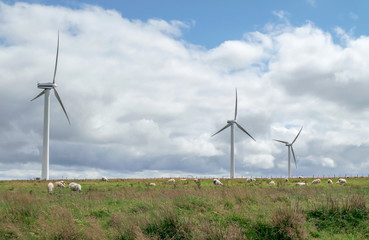 Wind Generator farm with sheep