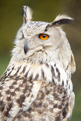 Close-up of Siberian owl.