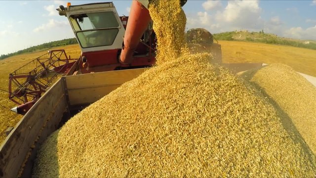 Rural Combine Unloading Grains Into Trailer At Field