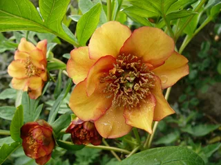Papier peint photo Pivoines Normandie, Pivoines jaunes  © odjectif