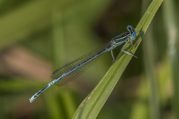 Gemeine Federlibelle (Platycnemis pennipes)