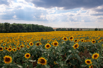 Obraz premium Field of blooming sunflowers against a blue sky