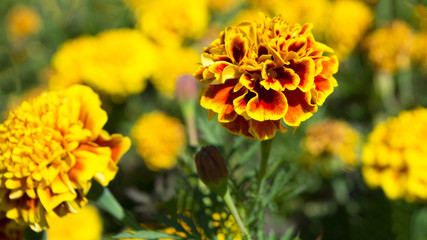 Marigolds (Tagetes erecta, Mexican marigold, Aztec marigold, African marigold)