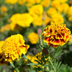 Marigolds (Tagetes erecta, Mexican marigold, Aztec marigold, African marigold)