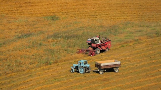 Grain Combine And Tractor Harvesting In Golden Field