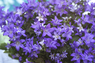 Fototapeta na wymiar purple campanulas blooming in a garden
