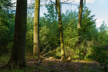 Fototapete bei efototapeten.de bestellen   