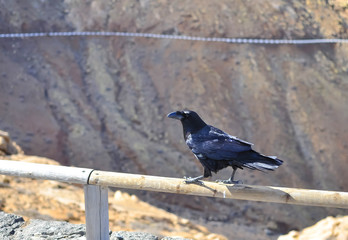 Raven. Blackbird. Fuerteventura