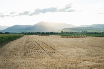 Fototapeta na wymiar Summer wheat field with haystacks and mountains on the horizon