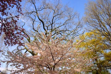 Cherry Blossom..