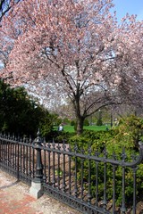 Boston Common and Public Garden, USA..